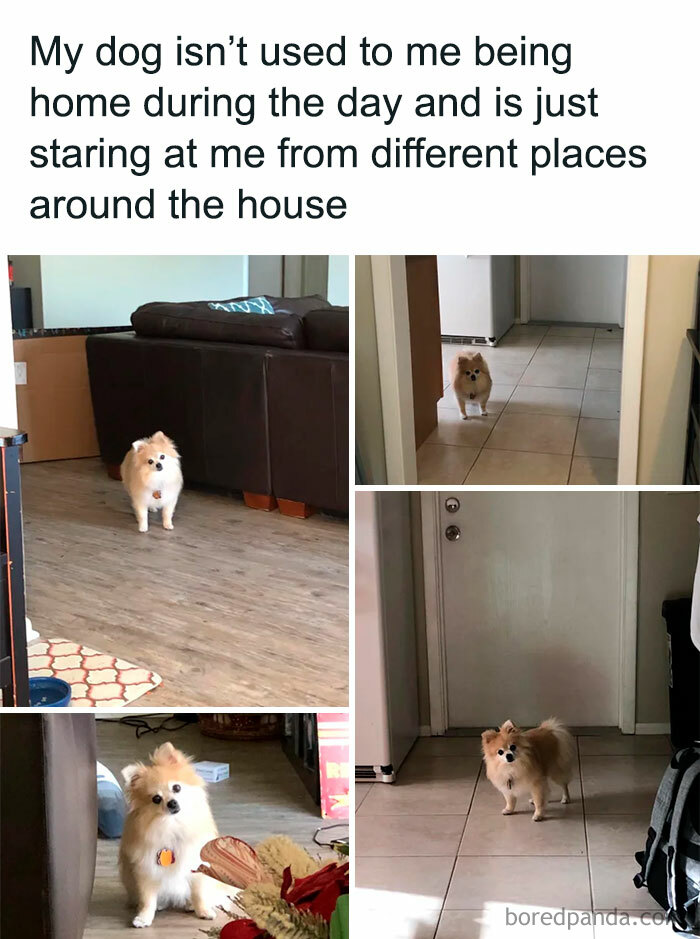 Small dog staring from different spots in the house, showing why dogs are better than cats with cute behaviors.