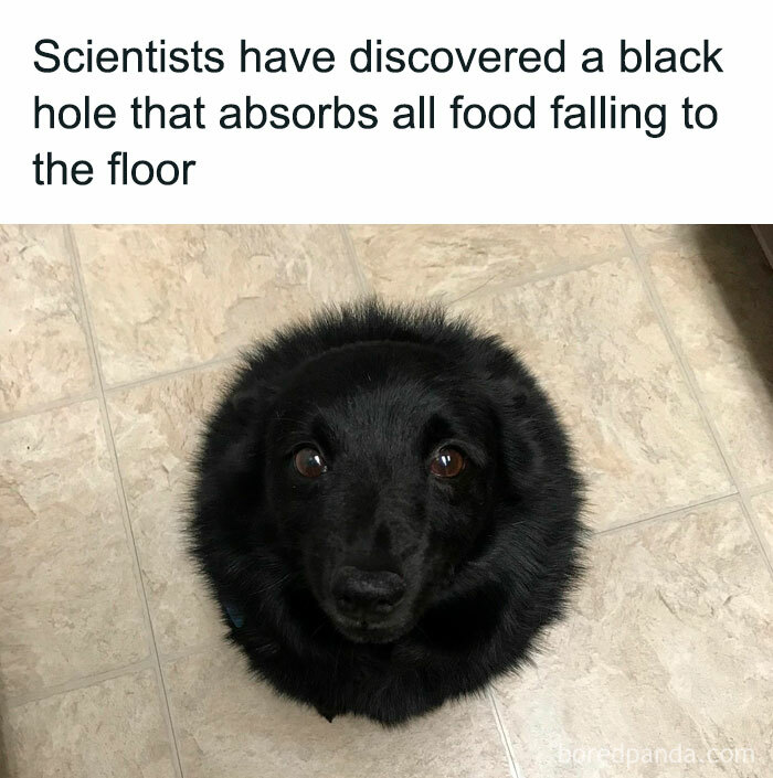 Black dog curled in a circle on the floor, humorously described as a black hole absorbing all dropped food.