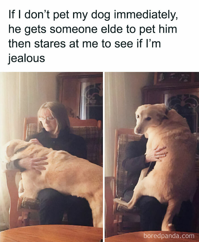 A woman hugging a large dog showing why dogs are better than cats with funny and cute pet behavior.