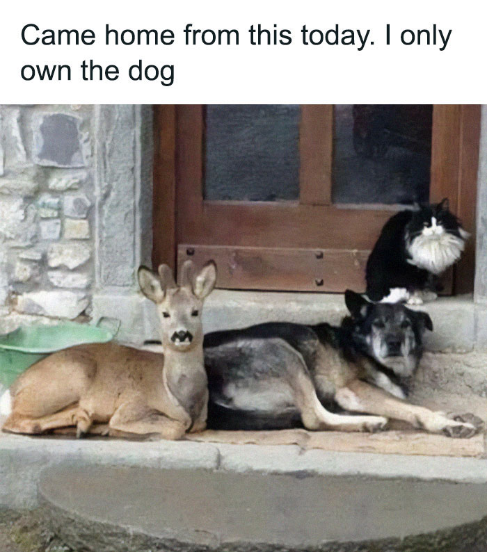 A dog lying on a doorstep next to a deer and a cat, highlighting reasons why dogs are better than cats.