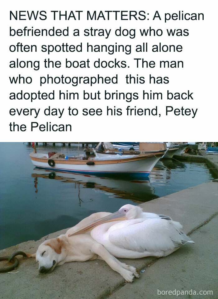 Pelican and dog resting together by the docks showing a heartwarming bond in dog memes proving dogs are better.