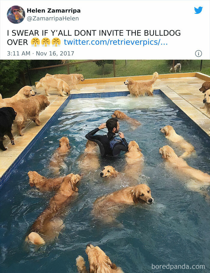 Man swimming in pool surrounded by multiple golden retriever dogs showing why dogs are better than cats.