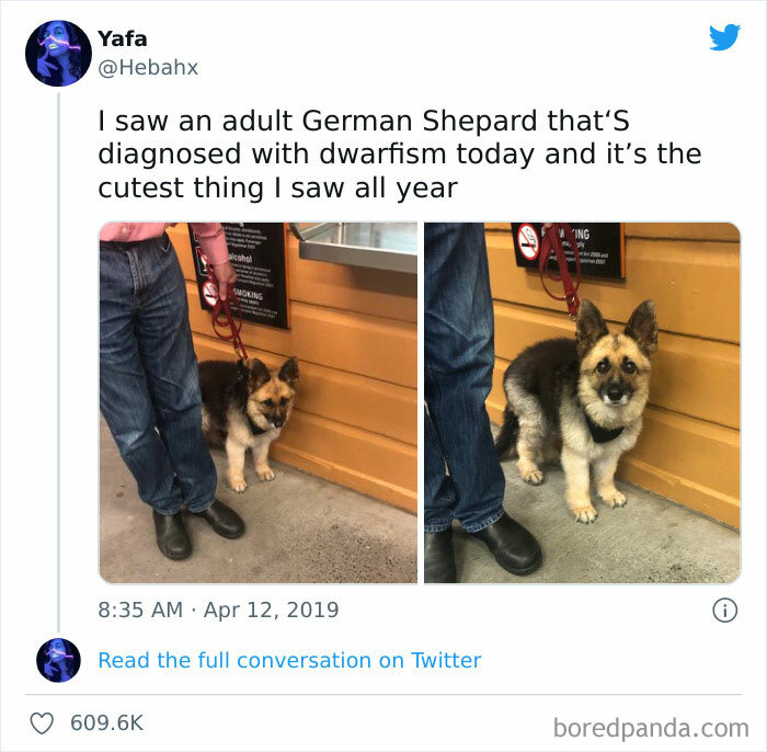 Adult German Shepherd with dwarfism sitting beside a person, showcasing one of the reasons dogs are better than cats.