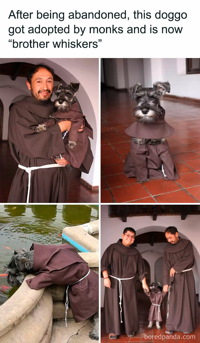 Dog adopted by monks dressed in robes showing why dogs are better than cats with heartwarming moments and memes.