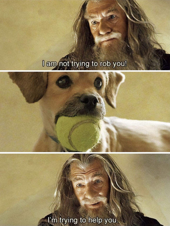 Scene from a meme with a man and a dog holding a tennis ball, illustrating why dogs are better than cats.