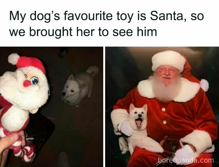 White dog excitedly meeting Santa while holding its favorite toy, showcasing why dogs are better than cats.