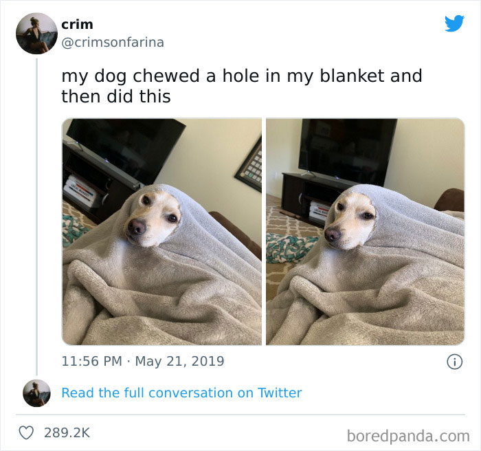 Dog wrapped in a blanket after chewing a hole in it, illustrating why dogs are better than cats with funny meme photos.