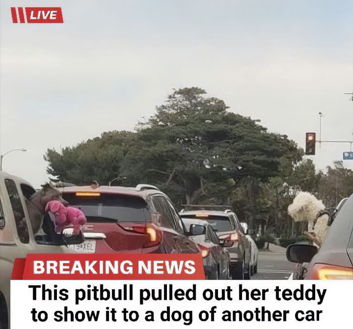 Two dogs interact through car windows, showing a teddy toy, highlighting reasons why dogs are better than cats.