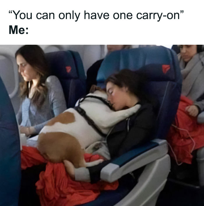 Woman on airplane seat cuddling large dog, showing one of the many reasons why dogs are better than cats with relatable humor.