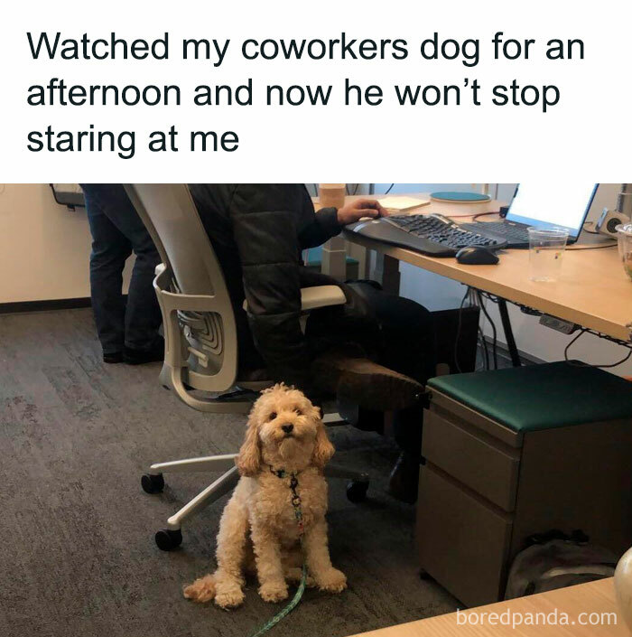 Small dog sitting on office floor staring at person working at a desk, showing why dogs are better than cats.