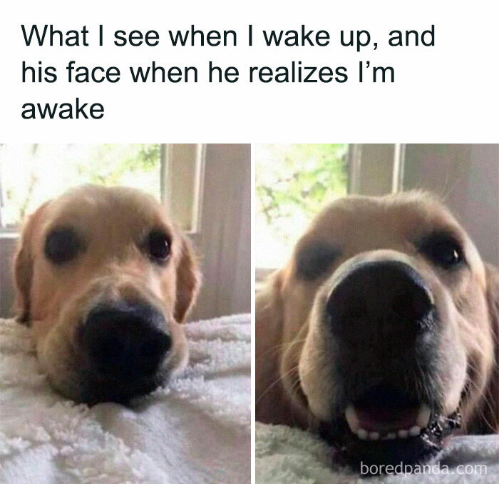 Close-up of a golden retriever's face showing expressions, highlighting why dogs are better than cats in funny memes.