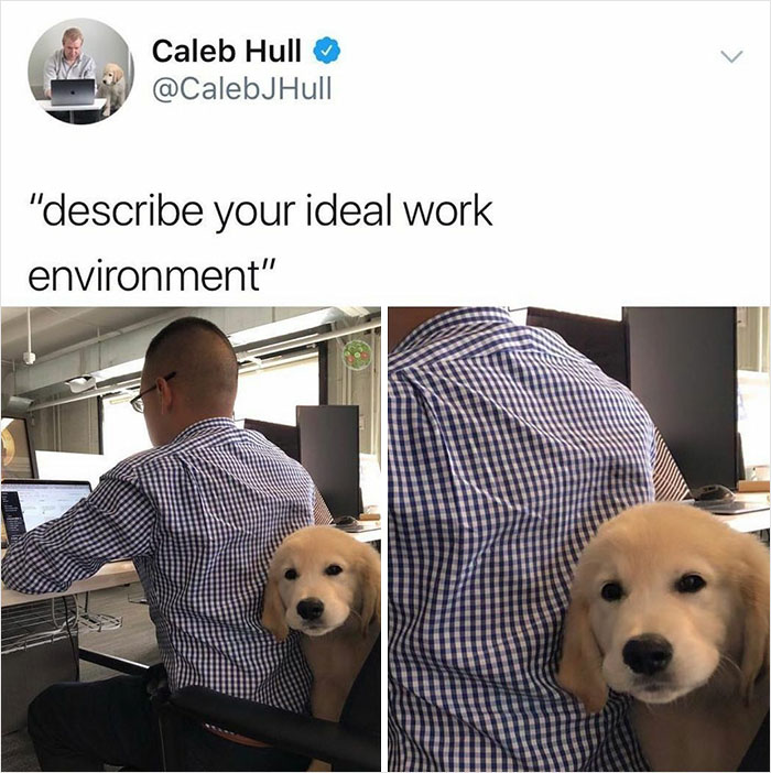 Man working at a desk with a golden retriever puppy sitting behind him, showcasing why dogs are better than cats.