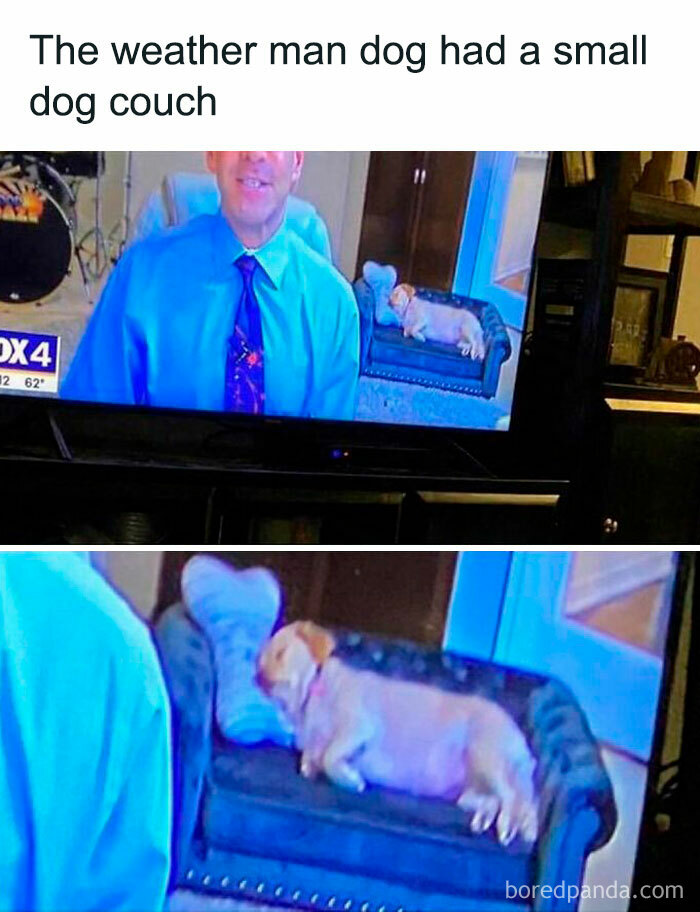 A weather man dog lying comfortably on a small blue dog couch, highlighting reasons why dogs are better than cats.