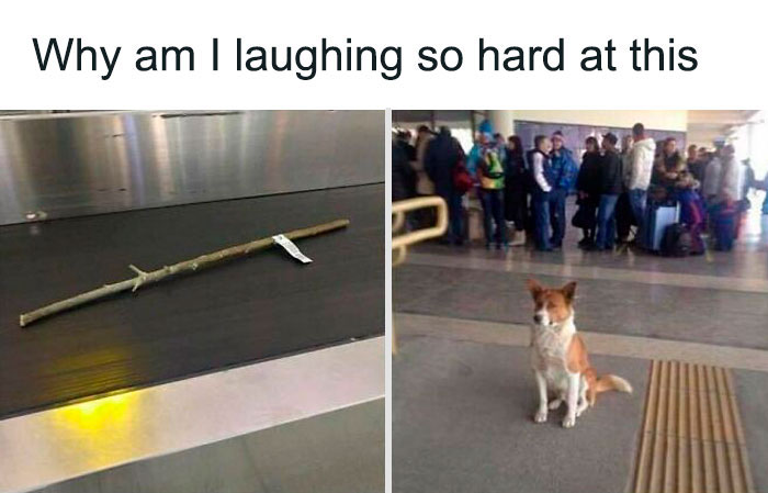 A dog sitting at an airport next to a large stick on a conveyor belt, showing why dogs are better than cats.