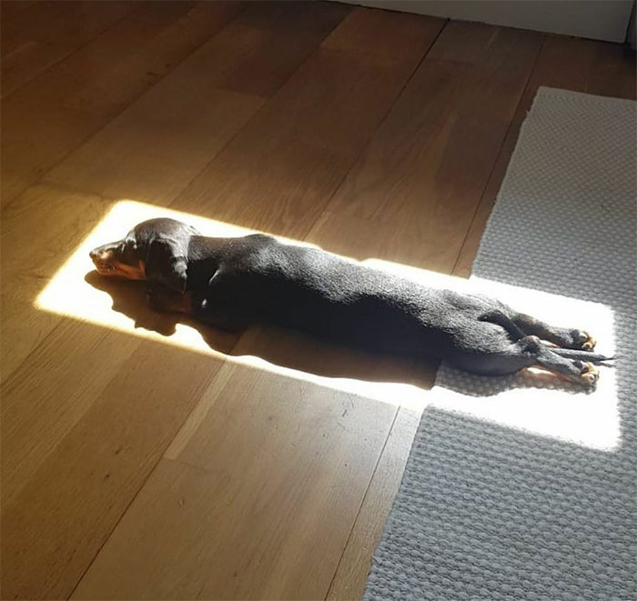 Dachshund dog stretched out on wooden floor in a sunlit patch, highlighting why dogs are better than cats.