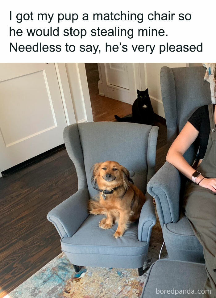 Small brown dog happily sitting in a matching chair as part of dogs are better than cats memes.
