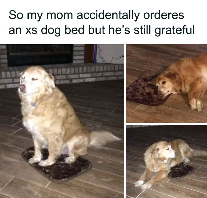 Golden retriever sitting and lying on an extra small dog bed, showcasing why dogs are better than cats.
