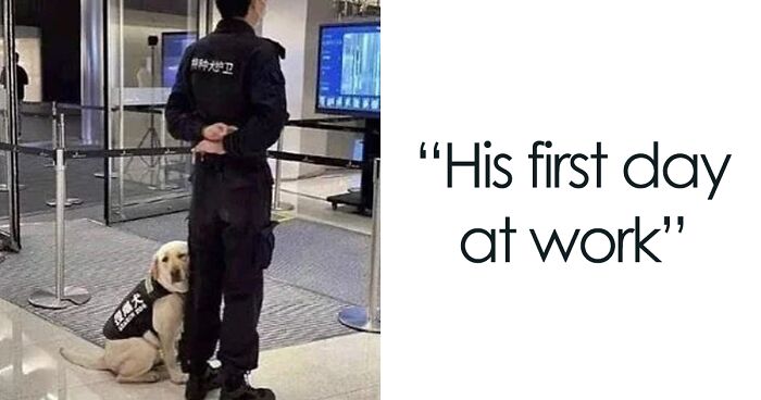 50 Reasons Why Dogs Are Better Than Cats, And Here Are The Pics And Memes To Prove It