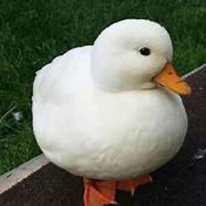 johnbishoptheocho avatar