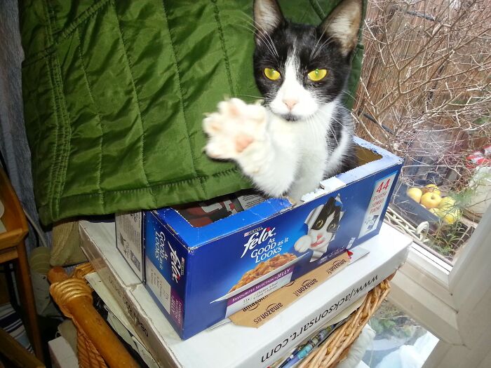 My Cat, Felix...and The Felix Cat Food!