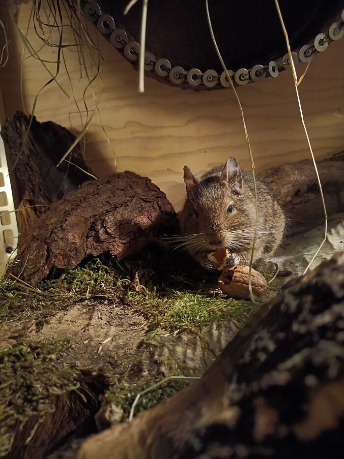 Ferda Octodon Degus 7 Years And Still Jumpin High