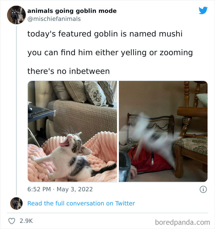 Funny-Animals-Pics-Goblin-Mode