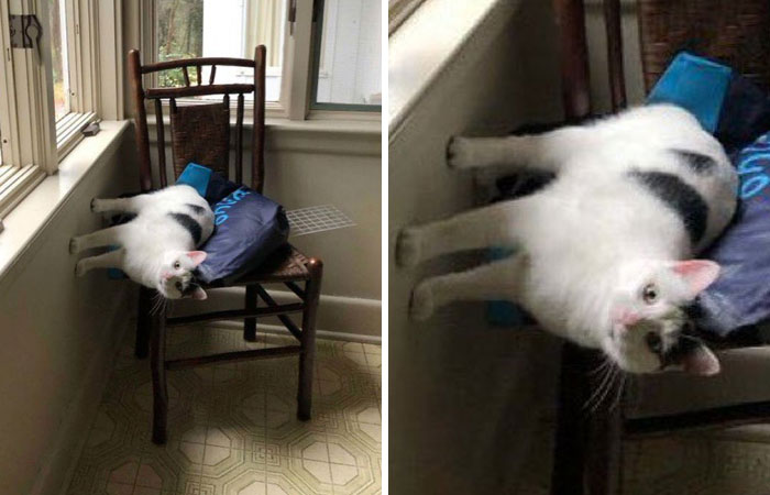 20 Tuits divertidos y acertados sobre la vida con perros y gatos