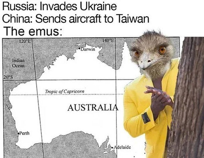 These Birds Are Mad Sketch