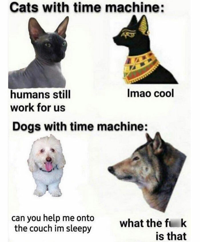 Cats Do Rule The World