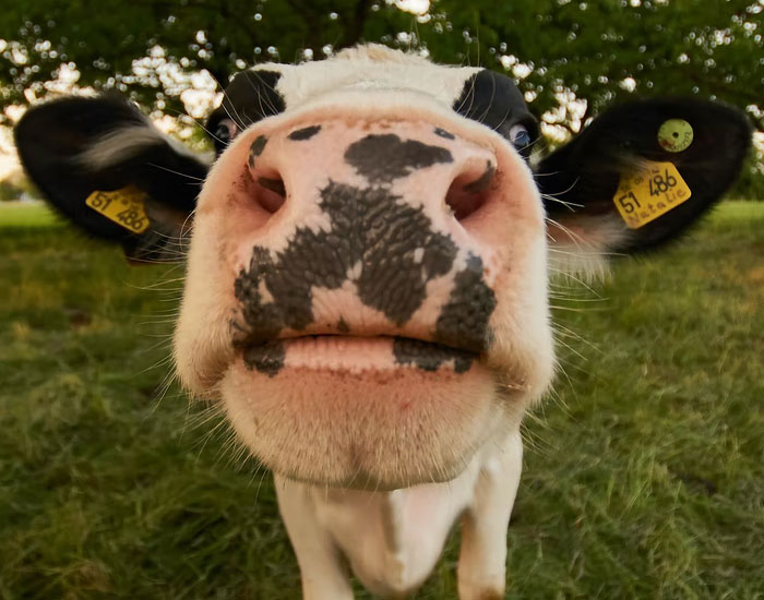 34 Personas que no se acordaban de cómo se llamaba una cosa y se inventaron un nuevo nombre más gracioso