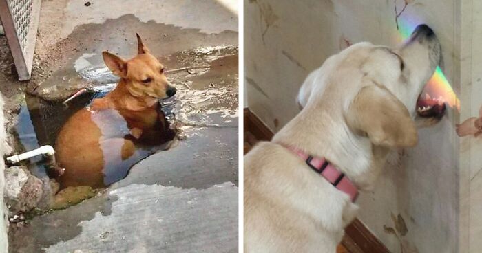 “What Kind Of Dog Is This”: 35 Pics Of Goofy Dogs That People Just Had To Share
