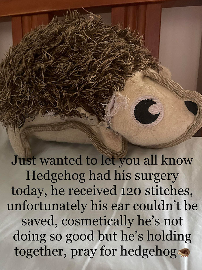 Our Dog Chews Up His Toys, My Mum Sews Them Up And Sends Us Reports On How The Surgery Went