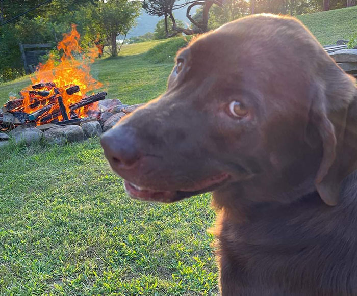 My Mom Took This Picture Of Our Dog And Also Doesn't Know Memes