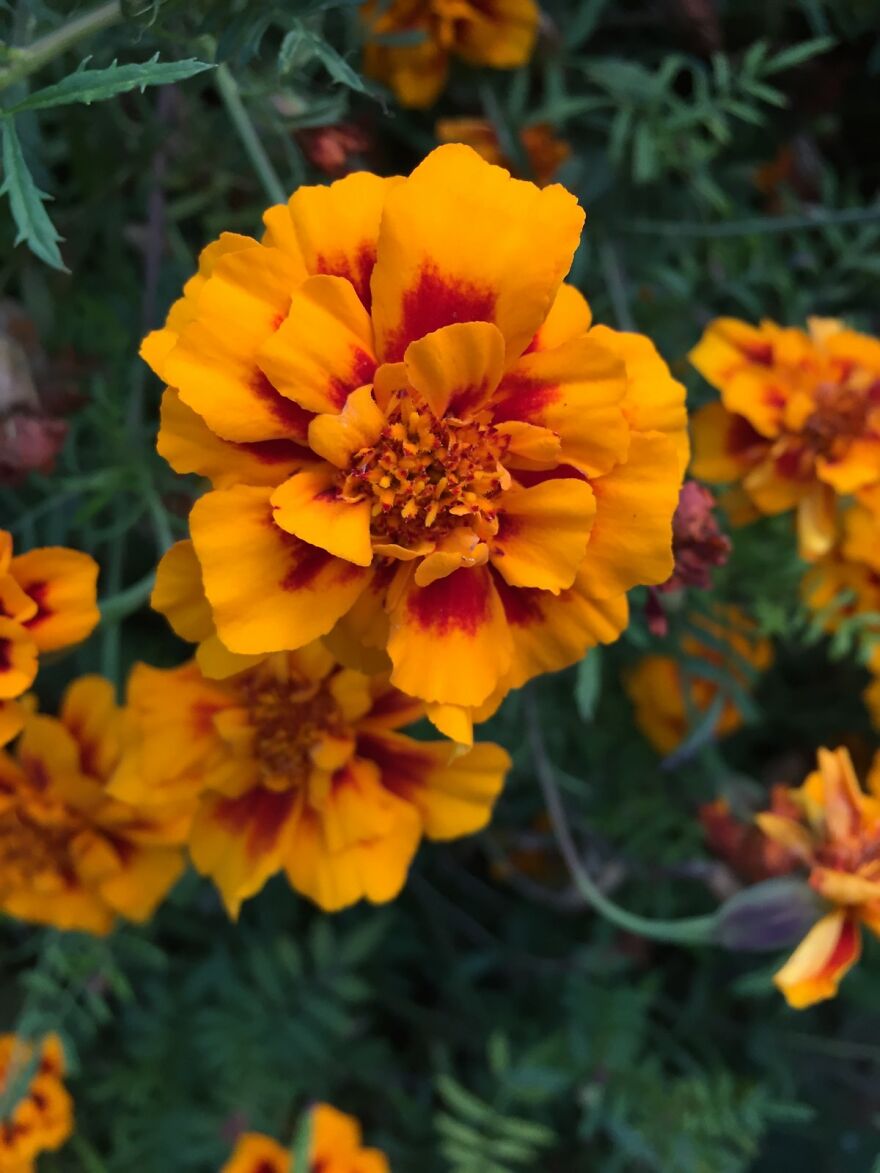I Spent A Day Out In The Garden