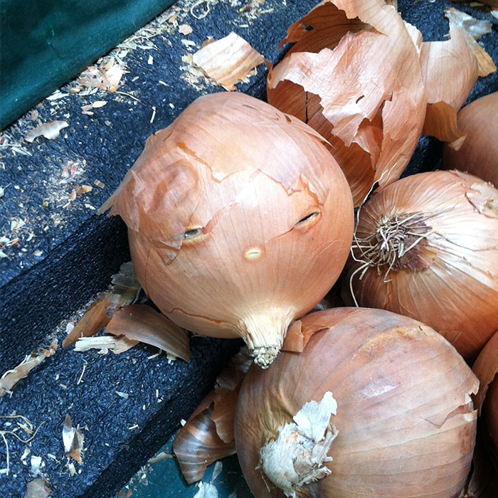 30 Divertidos ejemplos de pareidolia en objetos compartidos por la comunidad de Bored Panda