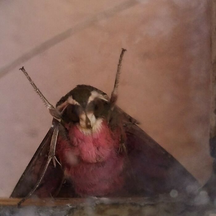 Let Me In (Seen In Swiss Alps)