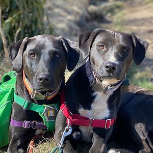 lovelivelaugh avatar