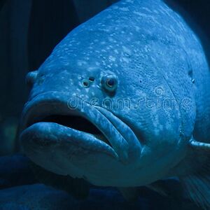 melissafisher-brown avatar