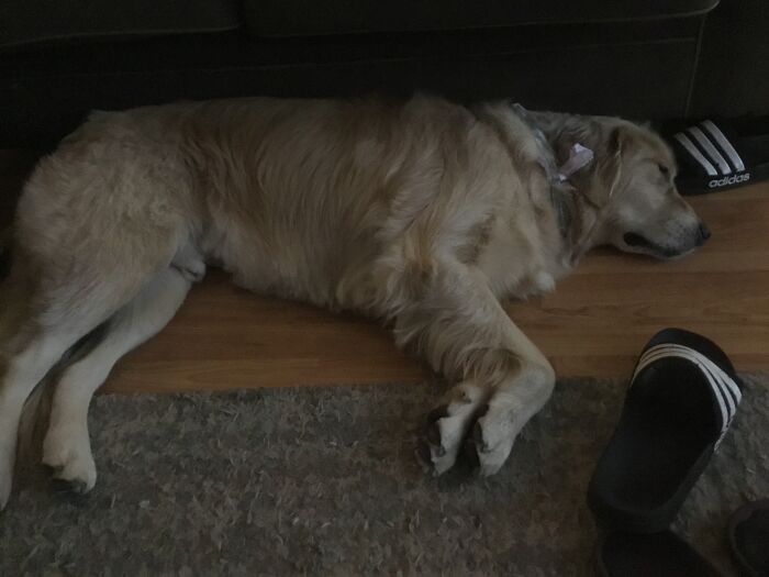 My Pup Winston Snoozling ❤️