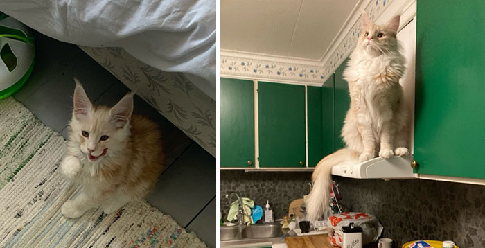 Sir Flexington One Year Apart