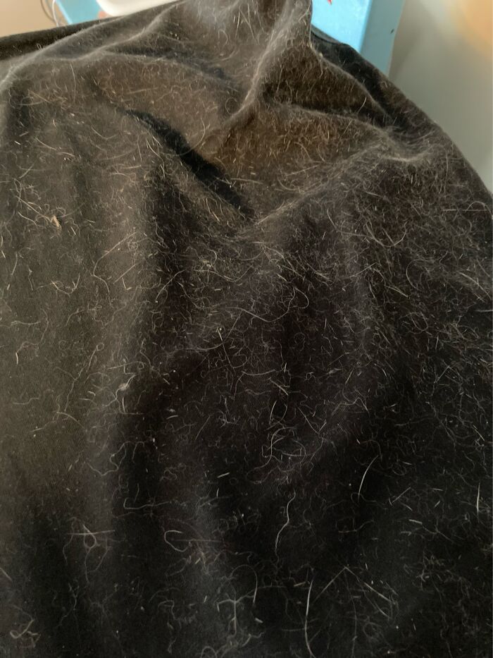 My Cats Sleep In This Corner. All Of Them. In This One Select Corner.