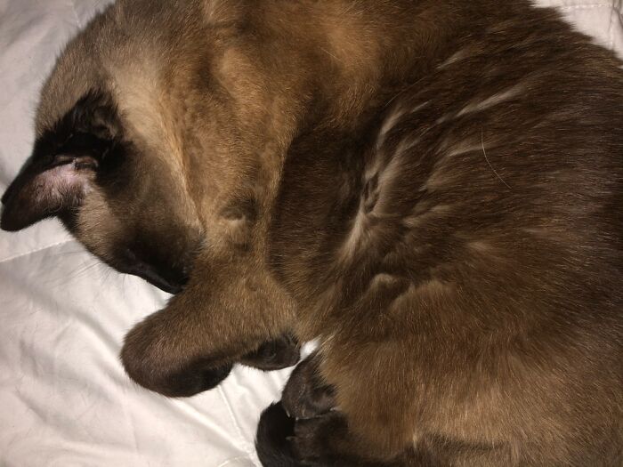 Annabelle Fast Asleep