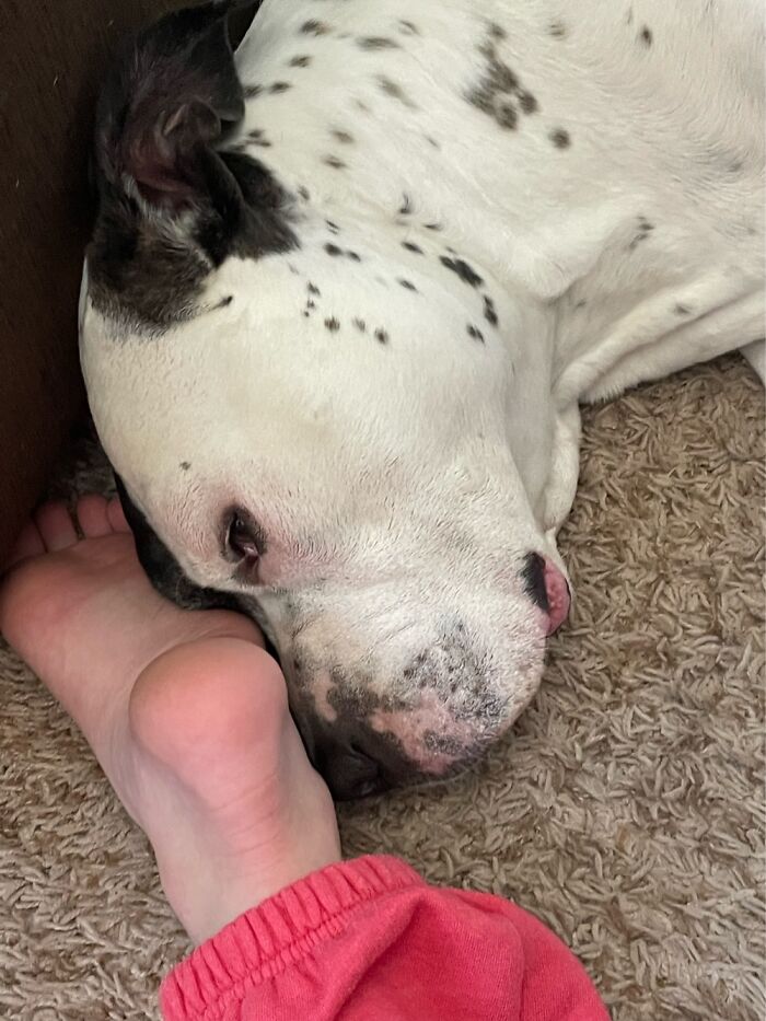 I Case You Feel Down Today Here&rsquo;s My Dog Being Well My Dog