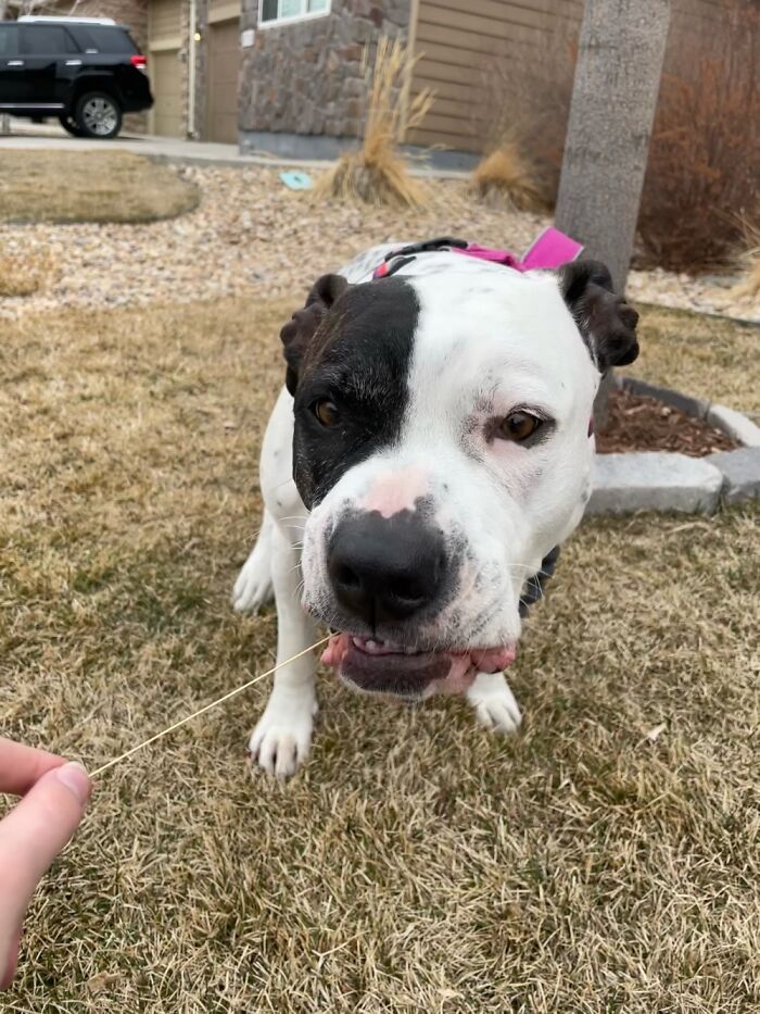 I Case You Feel Down Today Here&rsquo;s My Dog Being Well My Dog