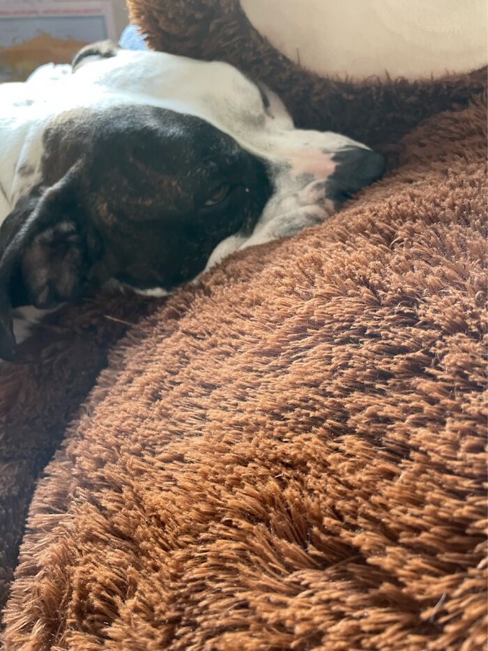 I Case You Feel Down Today Here&rsquo;s My Dog Being Well My Dog