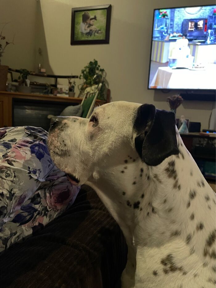 I Case You Feel Down Today Here&rsquo;s My Dog Being Well My Dog