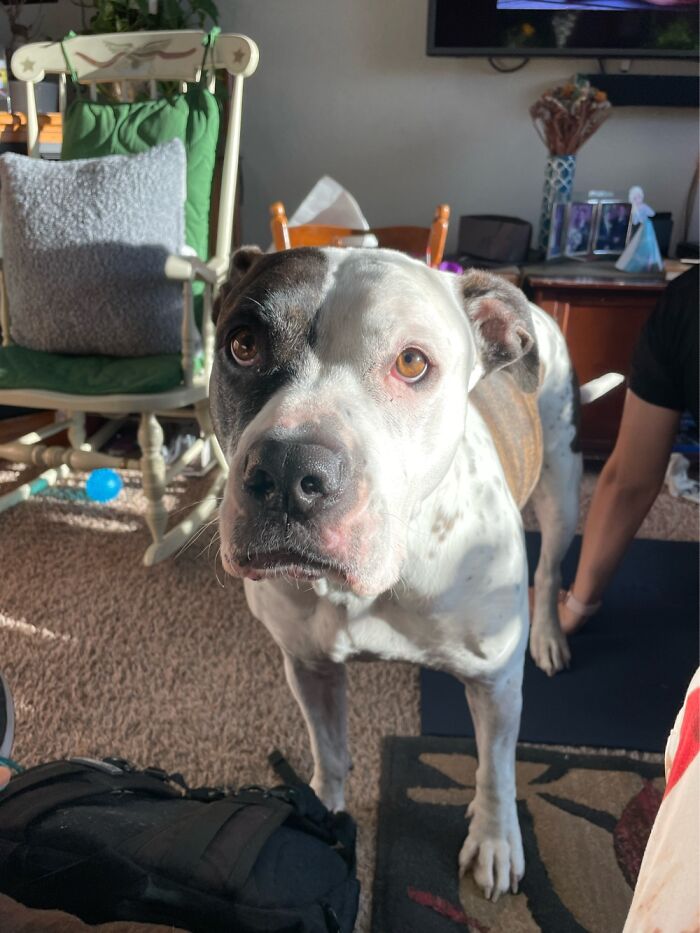 I Case You Feel Down Today Here&rsquo;s My Dog Being Well My Dog