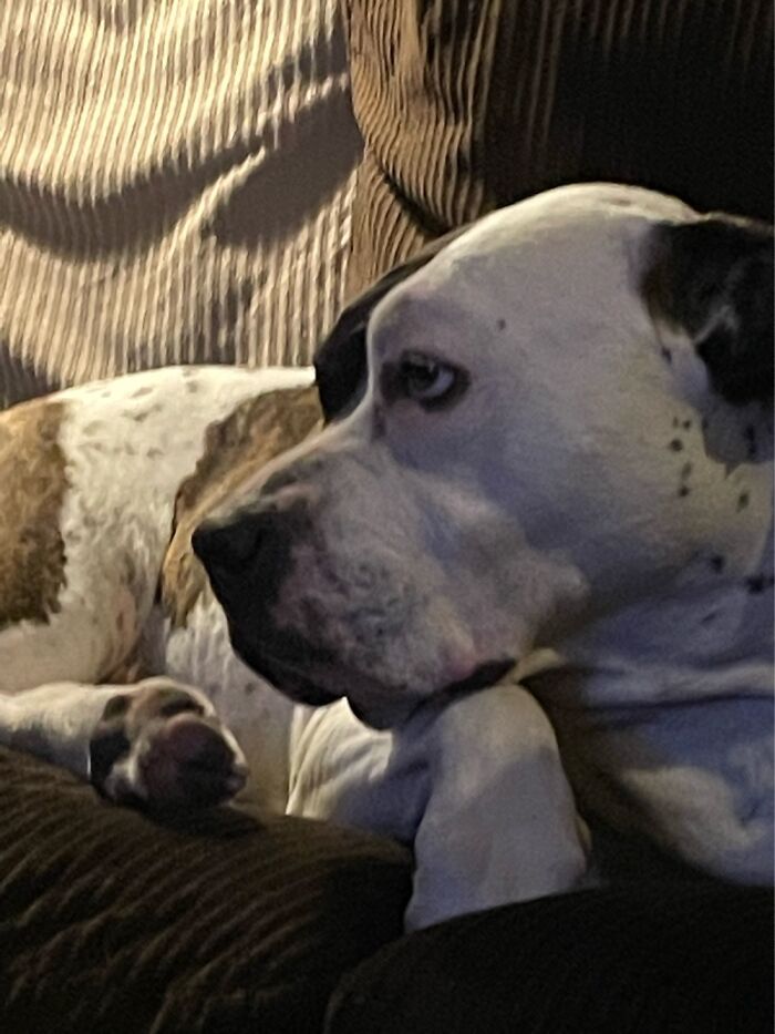 I Case You Feel Down Today Here&rsquo;s My Dog Being Well My Dog