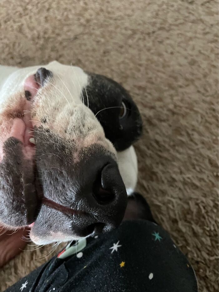 I Case You Feel Down Today Here&rsquo;s My Dog Being Well My Dog