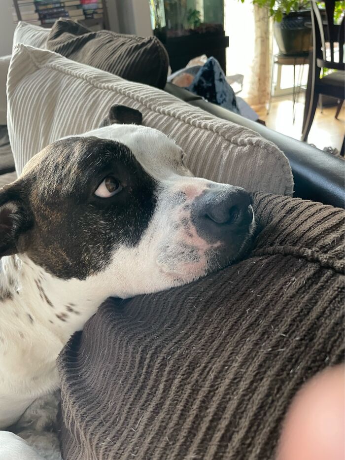 I Case You Feel Down Today Here&rsquo;s My Dog Being Well My Dog